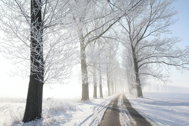 Winter lane on a sunny morning - 写真・画像