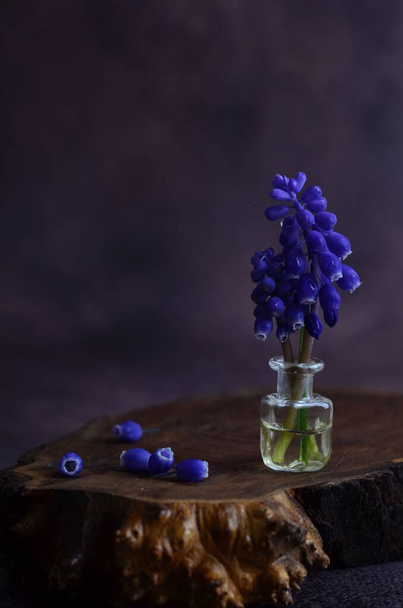 Blue mascari flowers. Mouse hyacinth. Spring Flower. - Photo, image