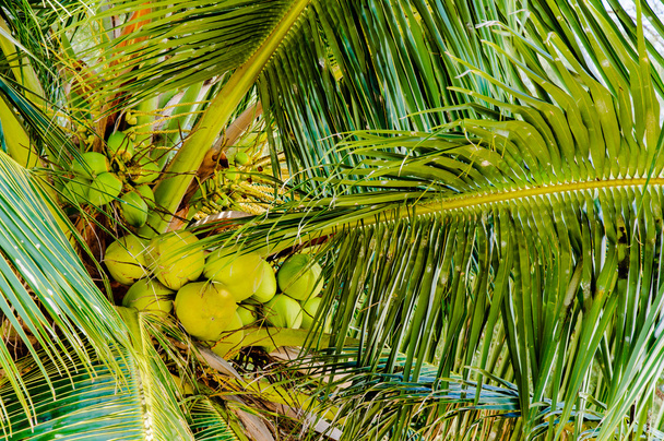 Bunch of green coconuts in palm tree - Fotoğraf, Görsel