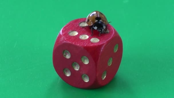 Sukces koncepcji .ladybug biedronka na czerwonej kostki z numerem sześć - Materiał filmowy, wideo
