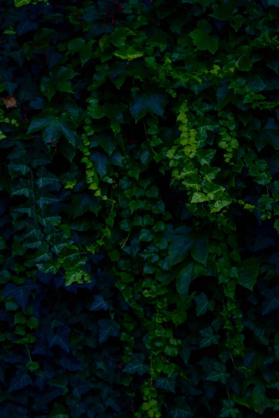 A closeup shot of the ivy leaves on the stone wall - Fotó, kép