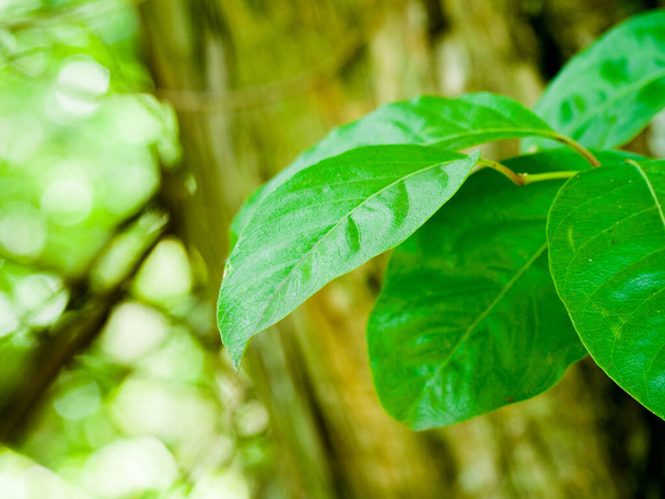 A closeup shot of beautiful leaves on a blurred background - Фото, изображение