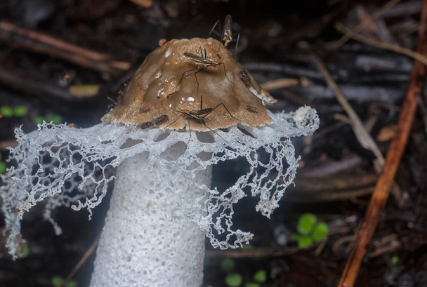 nerriidae alimentándose del velo nupcial podrido hongos stinkhorn - Foto, imagen