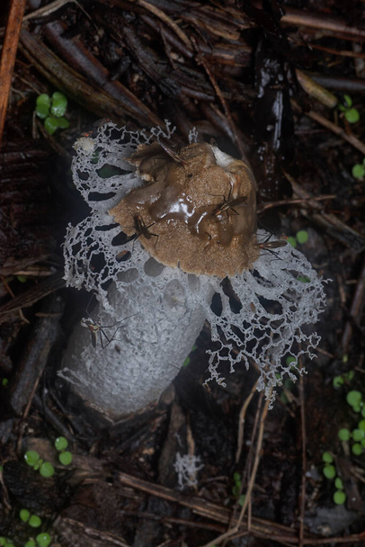 nerriidae alimentándose del velo nupcial podrido hongos stinkhorn - Foto, imagen