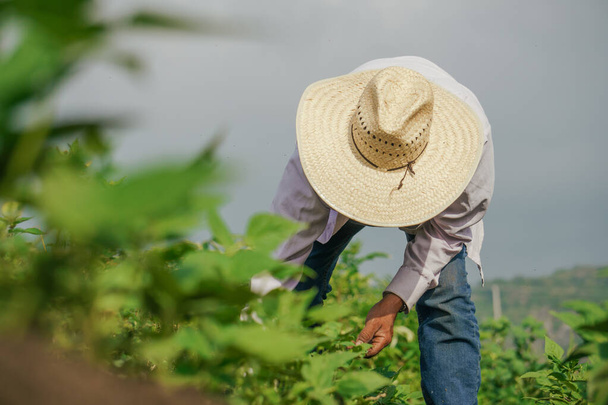 A selective focus shot of a Hispanic male growing black beans in Mexico - Zdjęcie, obraz