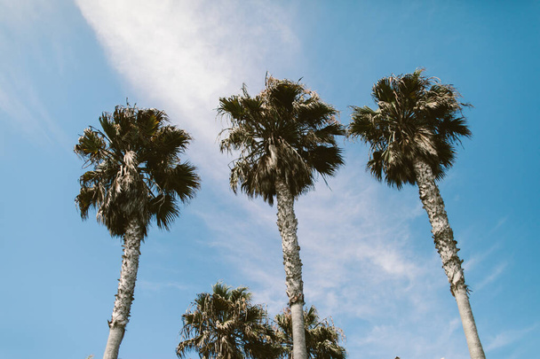 A low angle shot of palm trees under the cloudy sky - Fotografie, Obrázek