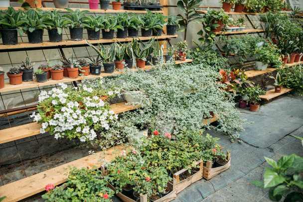Many potted plants and flowers growing in a greenhouse - Valokuva, kuva