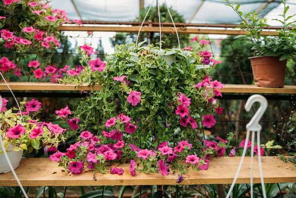 Many potted pink petunia flowers in a greenhouse - Zdjęcie, obraz