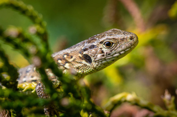A selective focus shot of a nimble lizard - Fotografie, Obrázek