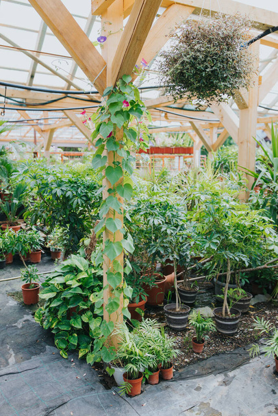 Many potted plants and trees growing in a greenhouse - Foto, imagen