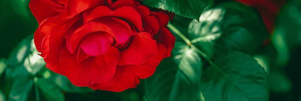 Rode rozen in prachtige bloementuin als bloemige achtergrond - Foto, afbeelding