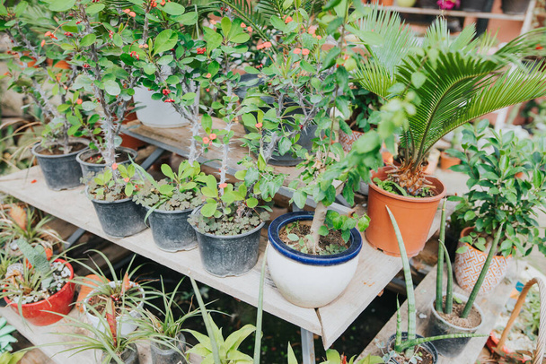 Many potted plants and flowers growing in a greenhouse - Foto, Imagem