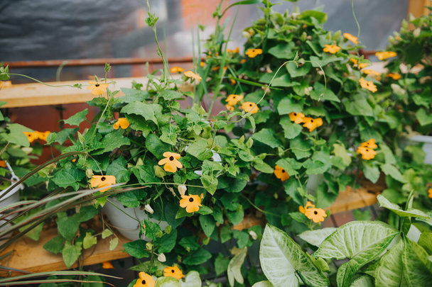 The potted yellow thunbergia flowers in the greenhouse - Foto, immagini