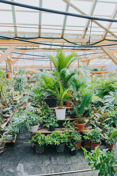 Many potted plants and trees growing in a greenhouse - Photo, image