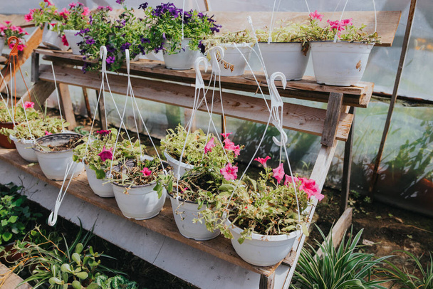 Many potted plants and flowers growing in a greenhouse - Fotoğraf, Görsel