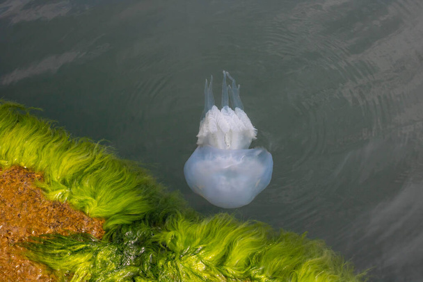 A Fekete-tenger medúza kornerot úszik a part közelében alga. - Fotó, kép