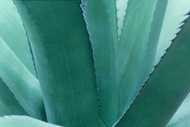 blue agave shot close up for background. - Photo, image