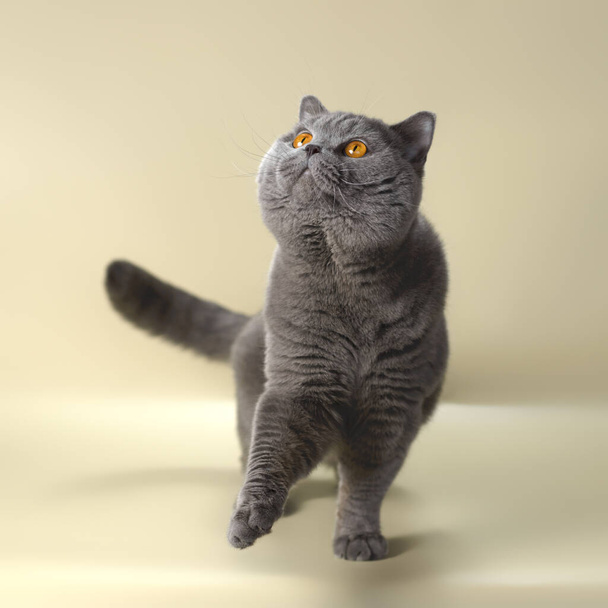 British shorthair ενήλικη γάτα στο φόντο στούντιο - Φωτογραφία, εικόνα