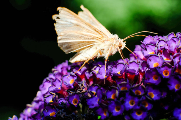 Dies ist eine epische Makroaufnahme eines wunderschönen Umberskipper-Schmetterlings auf einer blühenden vibrierenden lila Statice-Blume. - Foto, Bild