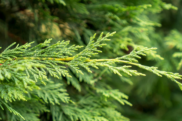 Twig of cypress green hedge close up - Valokuva, kuva
