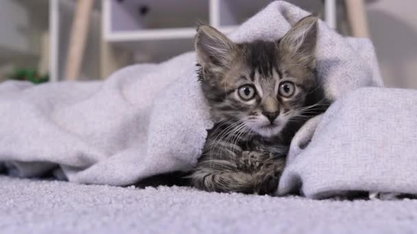 Battaniyenin altında çizgili gri bir kedi kamerayı yakından izliyor, başını yana çeviriyor. Komik kedi yavrusu dinleniyor.. - Video, Çekim