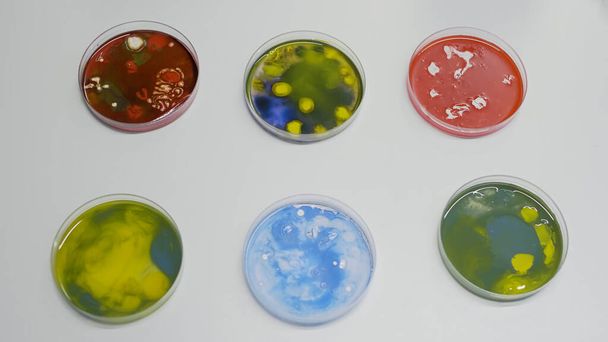 Крупный план чашки Петри с бактериями на столе в лаборатории - Фото, изображение