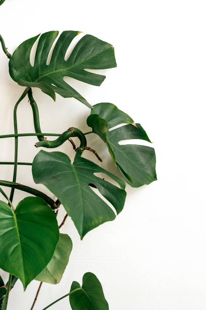 Branches and leaves of monstera on the background of a white wall.Natural background.Selective focus. - Photo, Image