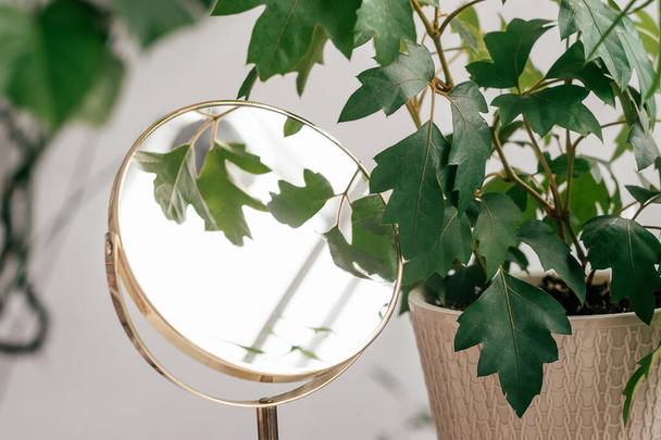 Potted houseplant and mirror in a decorative frame in home interior.Biophillia design.Urban jungle.Selective focus, close up. - Fotoğraf, Görsel