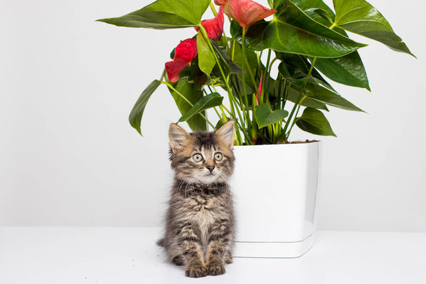 Χαριτωμένο ριγέ γκρι γατάκι κάθεται κοντά σε ένα λουλούδι houseplant σε μια λευκή κατσαρόλα σε λευκό φόντο με χώρο για κείμενο. - Φωτογραφία, εικόνα