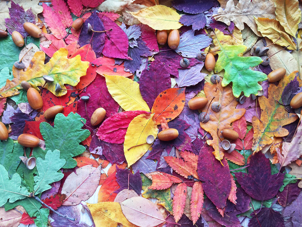 Autumn leaves . acorns close up. texture. bright colours. texture. bright colours. High quality photo. the leaves are falling. close-up. forest texture. Dry maple and oak leaves on the ground. Pine - Foto, imagen