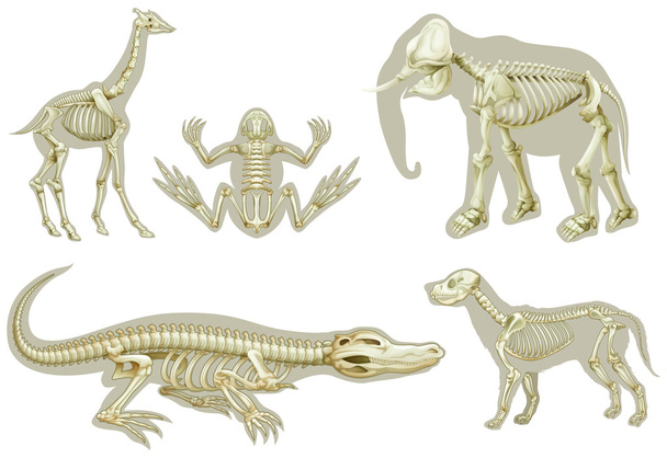 Squelettes d'animaux
 - Vecteur, image