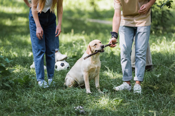 Cropped view of teenagers playing with stick and retriever in park  - Фото, изображение
