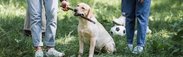 Cropped view of tenager holding stick near retriever and friends in park, banner  - Фото, изображение