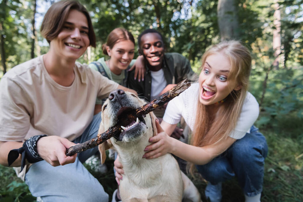 Retriever holding stick near interracial teenagers in park  - Photo, image