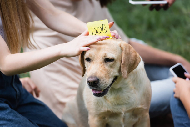 Cropped view of teenager holding sticker with dog lettering near retriever in park  - Photo, Image