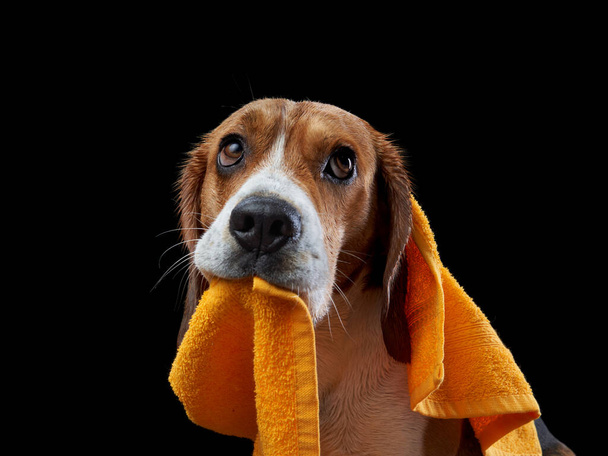 dog after shower. Beagle in a yellow towel. Pet wash - Valokuva, kuva