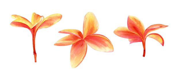 Watercolor plumeria flowers set. Botanical illustration with warm tropic flowers in yellow, orange and pink colors - Foto, afbeelding