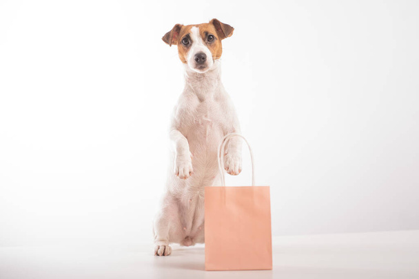 Portrait of dog jack russell terrier holding a pink paper bag in his mouth on a white background. Copy space. - Φωτογραφία, εικόνα