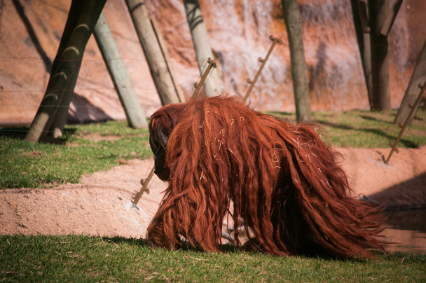  orangután, a Lisszaboni állatkert - Fotó, kép