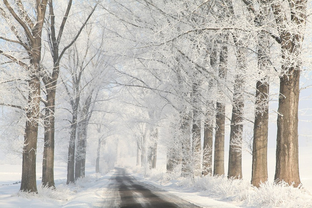 Estrada rural de inverno entre árvores foscas
 - Foto, Imagem