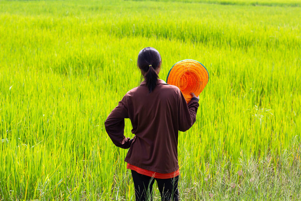 Campos de arroz en Tailandia. Arroz amarillo dorado. Enfermedad de plantas de arroz. El granjero se quedó mirando la planta de arroz. - Foto, imagen