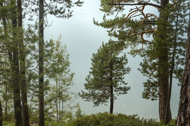 Pinus sylvestris known as european red pine trees growing in the shore of a mountain lake - Fotoğraf, Görsel