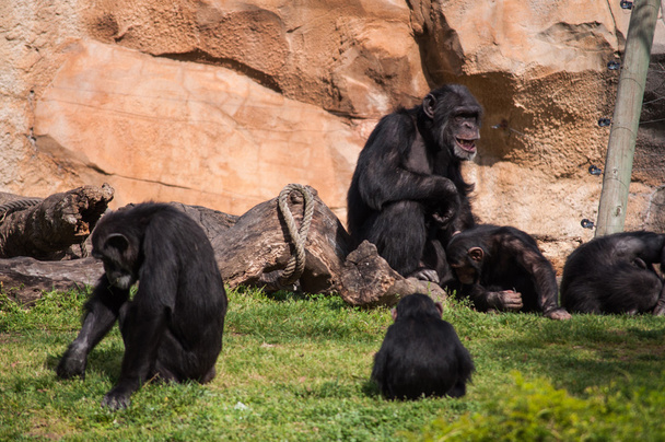 chimpanzee in Lisbon Zoo - Foto, Bild