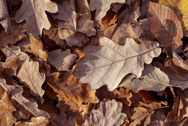 Podzimní listí na zemi, Podzimní krajina Podzimní scéna Podzimní pozadí - Fotografie, Obrázek