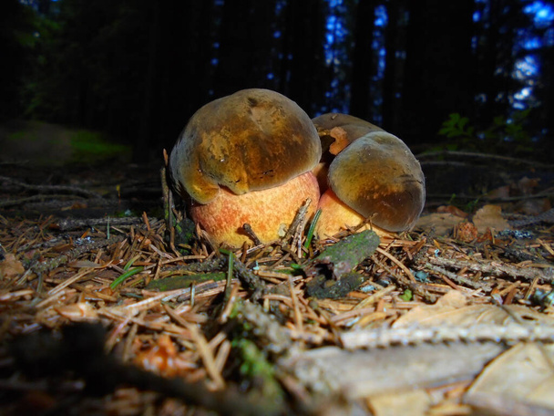 Several small mushrooms in the dark forest | Evening mushroom detail scene | Three cute bolete growing on the podsol covered by needles of coniferous trees - Photo, Image