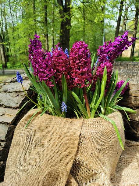 Canvas planters with burgundy hyacinths and muscari on a bench hollowed out in a recumbent tree trunk in a park on Elagin Island in St. Petersburg. - Photo, Image