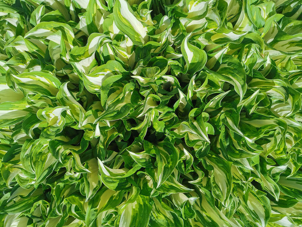 Achtergrond van wit-groene jonge hosta bladeren. Bovenaanzicht - Foto, afbeelding