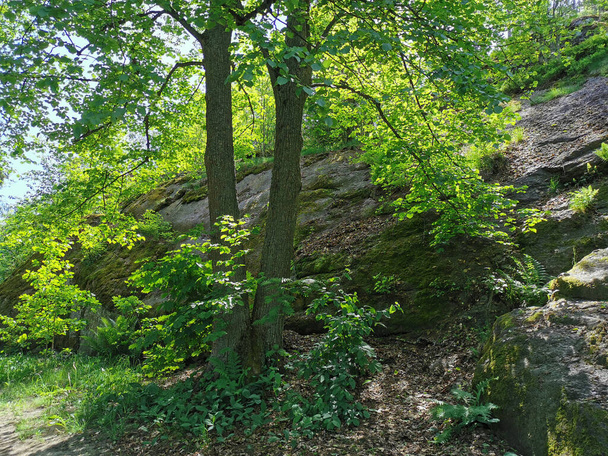 Uma cerca de pedregulho com árvores crescendo nele no parque natural rochoso de Monrepos, na cidade de Vyborg, em um dia claro de verão. - Foto, Imagem