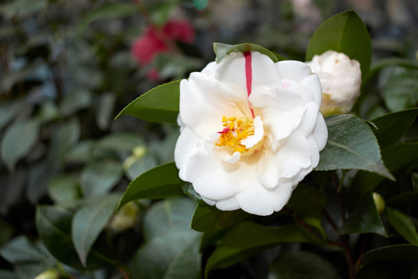Camellia japonica flor de cerca - Foto, imagen