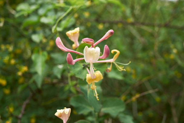 Lonicera caprifolium чагарник у цвітіння
 - Фото, зображення